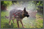 cane d'acqua ! cane d'acqua !
