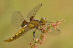 Libellula depressa Libellula depressa