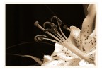 un fiore antico un fiore antico