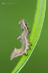 Notodonta ziczac (Linnaeus, 1758) Notodonta ziczac (Linnaeus, 1758)
