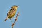 Beccamoschino Cisticola juncidis