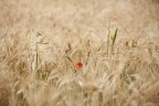 solo e pensoso i più deserti campi solo e pensoso i più deserti campi