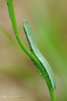 Anthocharis cardamines (Linnaeus, 1758) Anthocharis cardamines (Linnaeus, 1758)