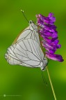 Aporia crataegi (Linnaeus, 1758) Aporia crataegi (Linnaeus, 1758)