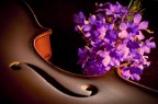Viola_violette Viola_violette