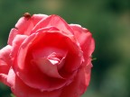 la coccinella e la rosa la coccinella e la rosa