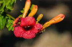 fiore fiore