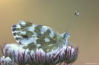 Su letto di petali Su letto di petali
