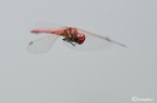 Sympetrum fonscolombei Sympetrum fonscolombei