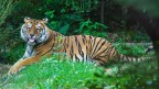 La lingua della tigre La lingua della tigre