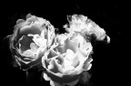 white flowers white flowers
