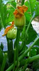 Zucchine Zucchine