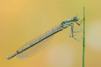Platycnemis pennipes ( femmina ) Platycnemis pennipes ( femmina )