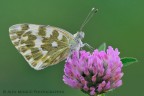 Pontia edusa Pontia edusa