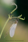 Calopteryx splendens Calopteryx splendens