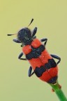 Trichodes apiarius Trichodes apiarius