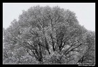 al parco dopo una nevicata 3 (il cervello) al parco dopo una nevicata 3 (il cervello)