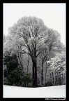 al parco dopo una nevicata 4 (il corpo umano) al parco dopo una nevicata 4 (il corpo umano)