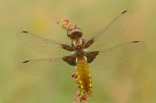 Libellula depressa ( femmina )