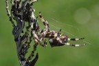 Aracne Aracne