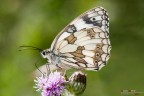Chi mi d� una mano con l'identificazione?
Si tratta sicuramente di Melanargia ma non mi pare una Galatea...

f/8, 1/250s, ISO 200, exp -1.0, flash 1/16, mano libera
[url=http://postimage.org/image/8qerx7nnz/full]Versione 2400px[/url]