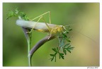 Neonata Neonata