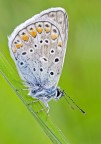 Polyommatus Icarus Polyommatus Icarus
