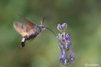 Macroglossum stellatarum
