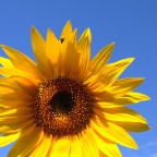 Girasole Girasole