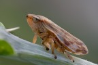 cicadella