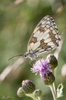 Melanargia Galathea (decentrata e verticale) Melanargia Galathea (decentrata e verticale)