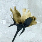 Intrappolata nel ghiaccio