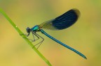 Calopteryx con ospite... Calopteryx con ospite...
