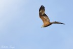 nibbio bruno (Milvus migrans)