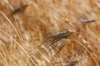 grano grano