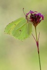 Gonepteryx rahmni Gonepteryx rahmni