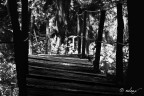 the dark bridge the dark bridge