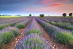 Dreamy Lavender Dreamy Lavender