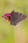Aglais io Aglais io
