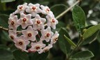 Hoya carnosa Hoya carnosa