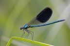 Calopteryx splendens maschio