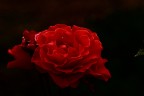 Rosa Rosa