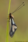 Libelloides coccajus (Denis & Schiffermuller, 1775) Libelloides coccajus (Denis & Schiffermuller, 1775)