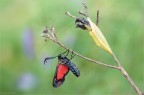 non in cattivit�!
Zygaena filipendulae (Linnaeus, 1758)
Lepidoptera Zygaenidae

Nikon D7000- Sigma 180 macro-f 18-1/3 sec-iso 100- ev-0.3

per vedere meglio:
http://img69.imageshack.us/img69/8002/zygaenafilipendulaess11.png