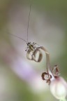 neanide di phaneroptera neanide di phaneroptera