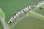 Shargacucullia verbasci (Linnaeus, 1758) Shargacucullia verbasci (Linnaeus, 1758)