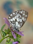 melangria galathea melangria galathea