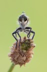 Neomochtherus geniculatus (Asilide) Neomochtherus geniculatus (Asilide)