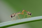 eupeodes (forse) in love eupeodes (forse) in love