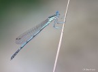Libellula Libellula